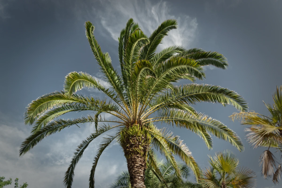 palm tree